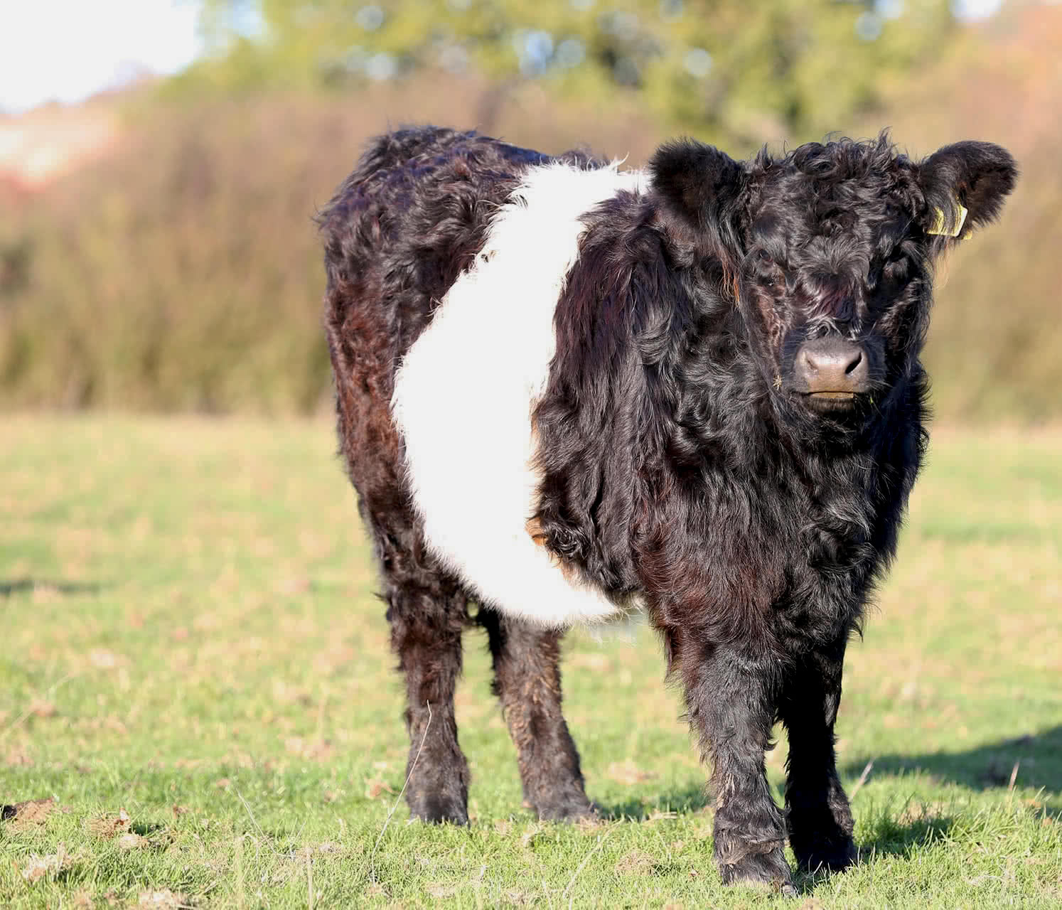 Belted Galloway cows